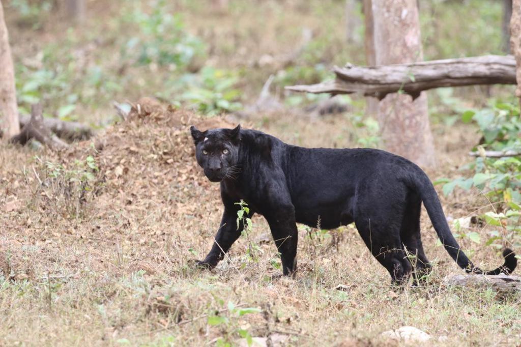 Red Earth Kabini Begur Luaran gambar