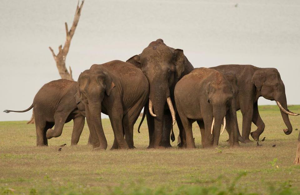 Red Earth Kabini Begur Luaran gambar